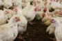 Crisis avícola y precio del pollo: pierden RD$11